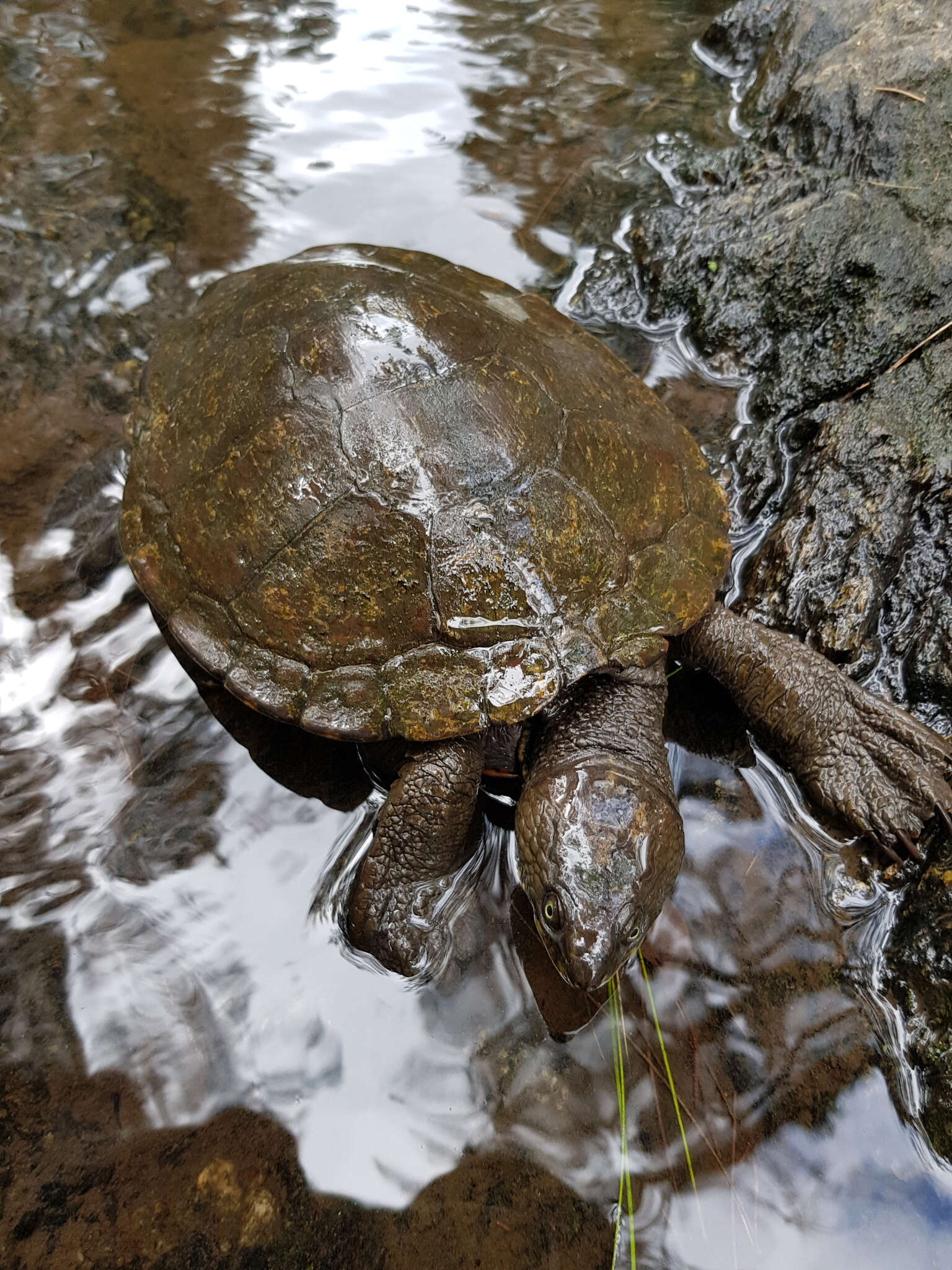 Image of Manning River snapping turtle