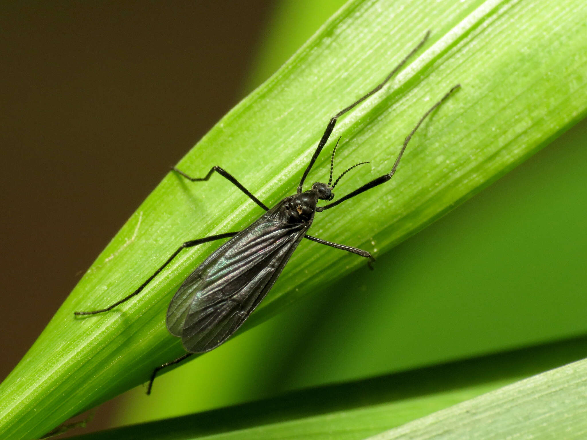 Eugnophomyia luctuosa (Osten Sacken 1860) resmi