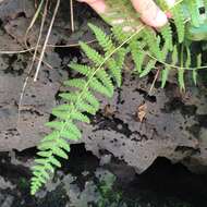 Image of Woodsia mollis (Kaulf.) J. Sm.