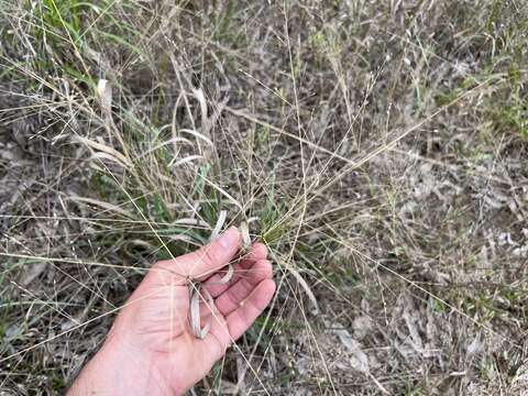 Imagem de Panicum queenslandicum Domin