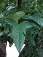 Image of Anthurium subsignatum Schott