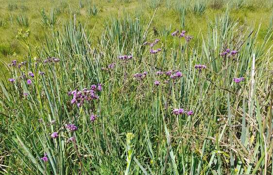 Image of Vernonia echioides Less.