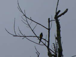 Image of African Emerald Cuckoo