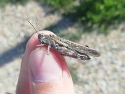 Epacromius pulverulentus (Fischer von Waldheim 1846) resmi