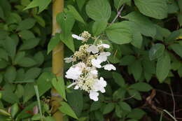 Image of panicled hydrangea