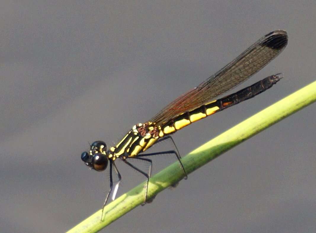 Image of Libellago indica (Fraser 1928)