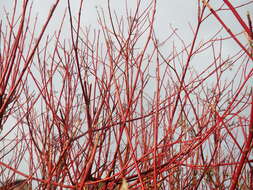 Image of Red-Barked Dogwood