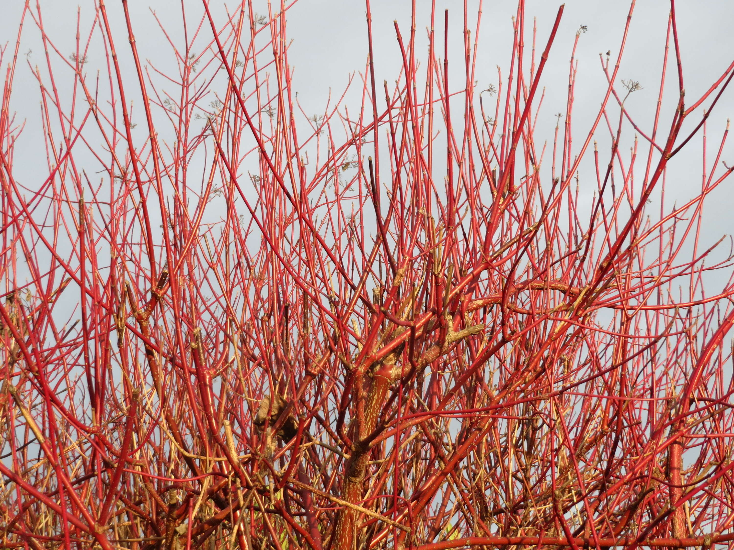 Image of Red-Barked Dogwood