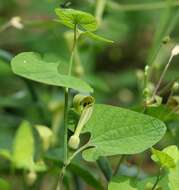 Image de Aristolochia pallida Willd.