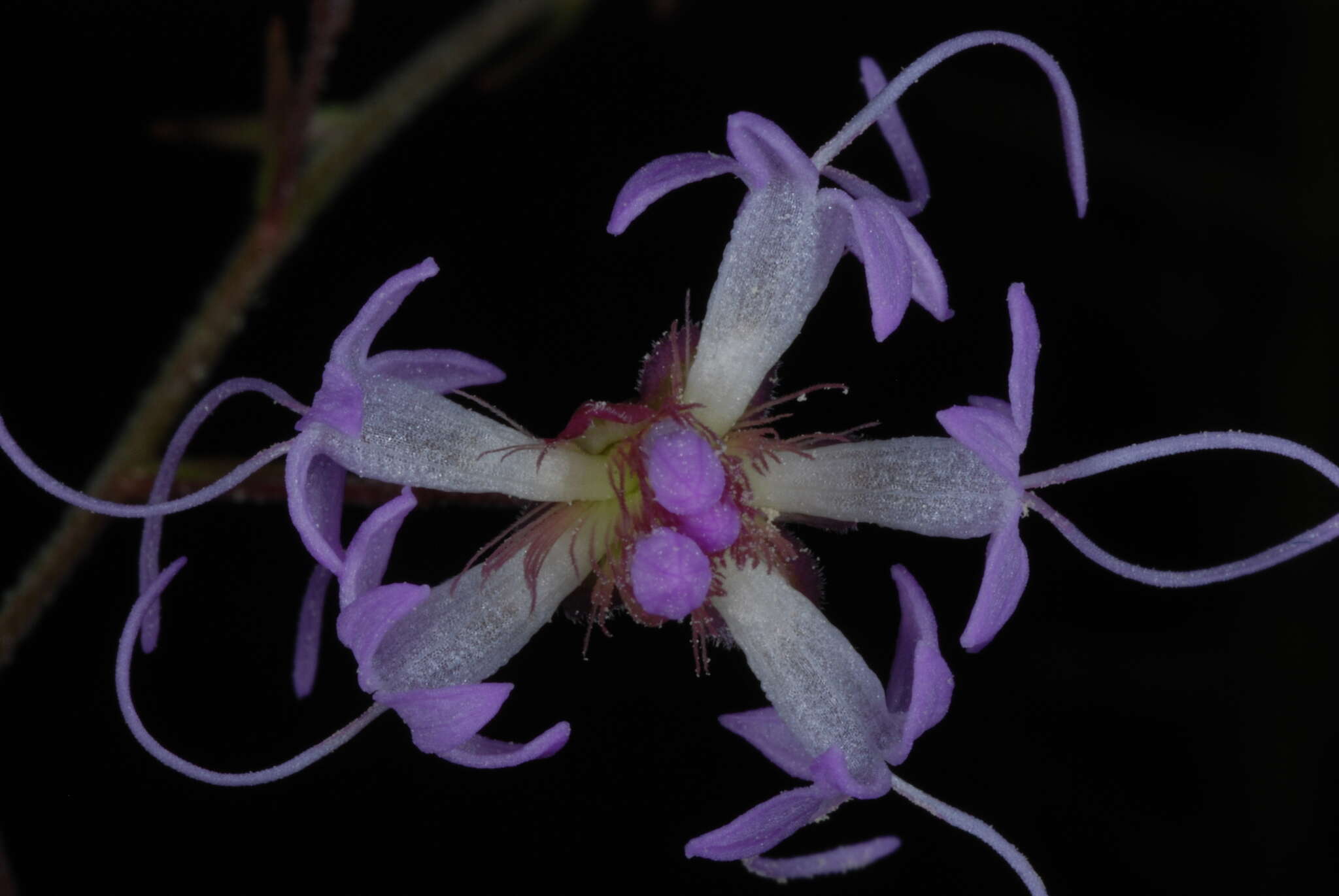 Image of spreading blazing star