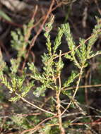 Sivun Leptospermum parvifolium Sm. kuva