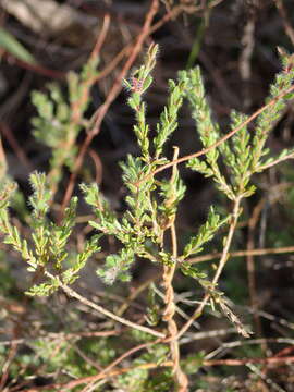 صورة Leptospermum parvifolium Sm.