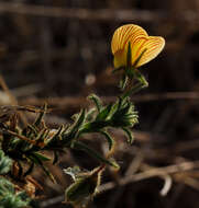 Image of Yellow Restharrow