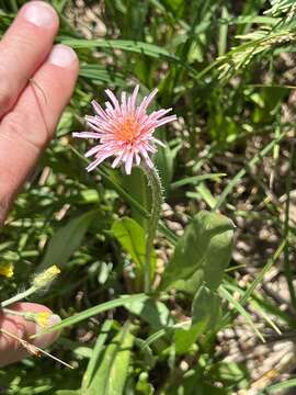 Plancia ëd Agoseris aurantiaca var. carnea (Rydb.) Lesica