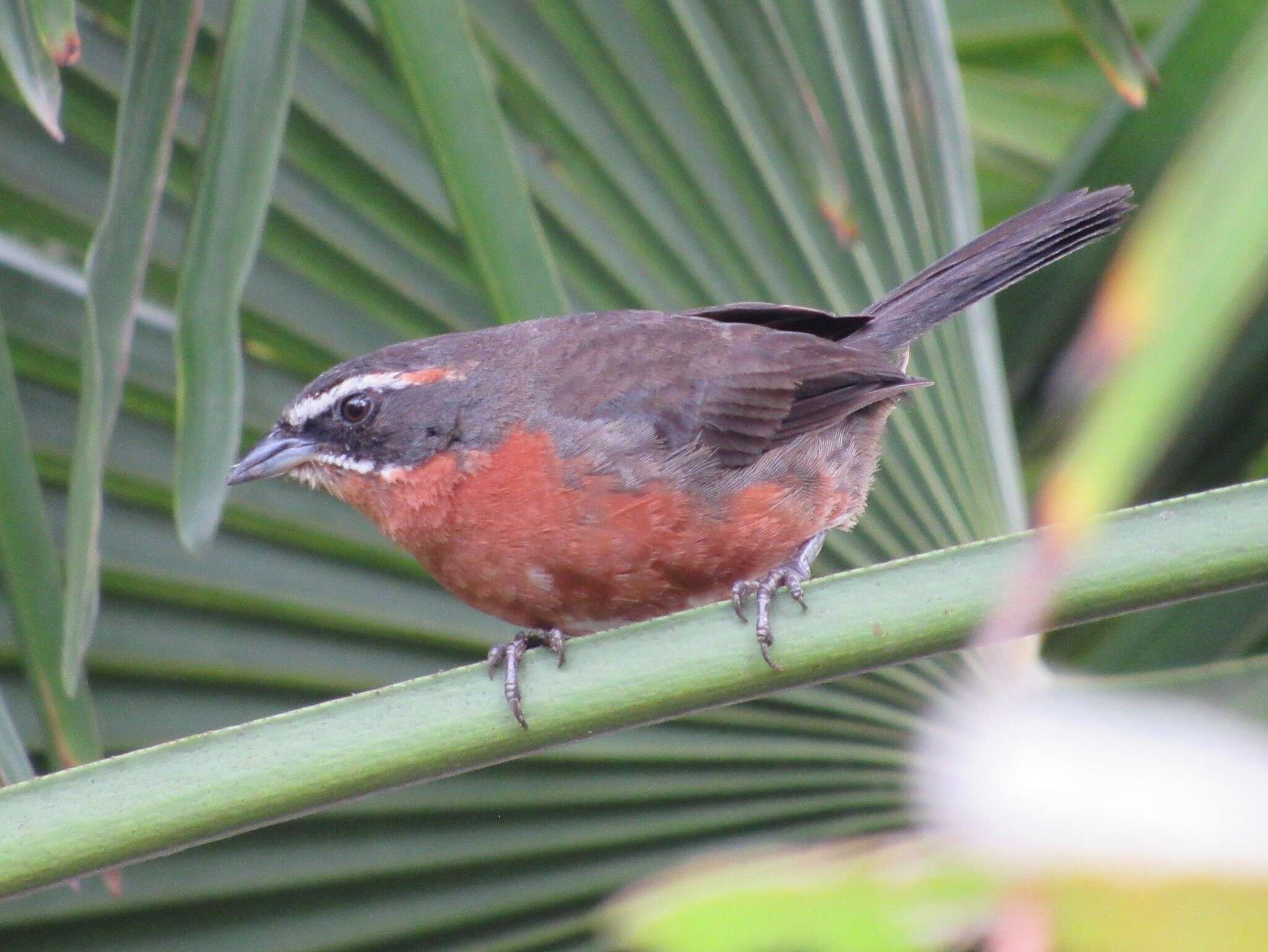 Image of Black-and-rufous Warbling Finch