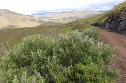 Image of Buddleja loricata Leeuwenberg