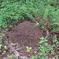 Image of Thatching ant