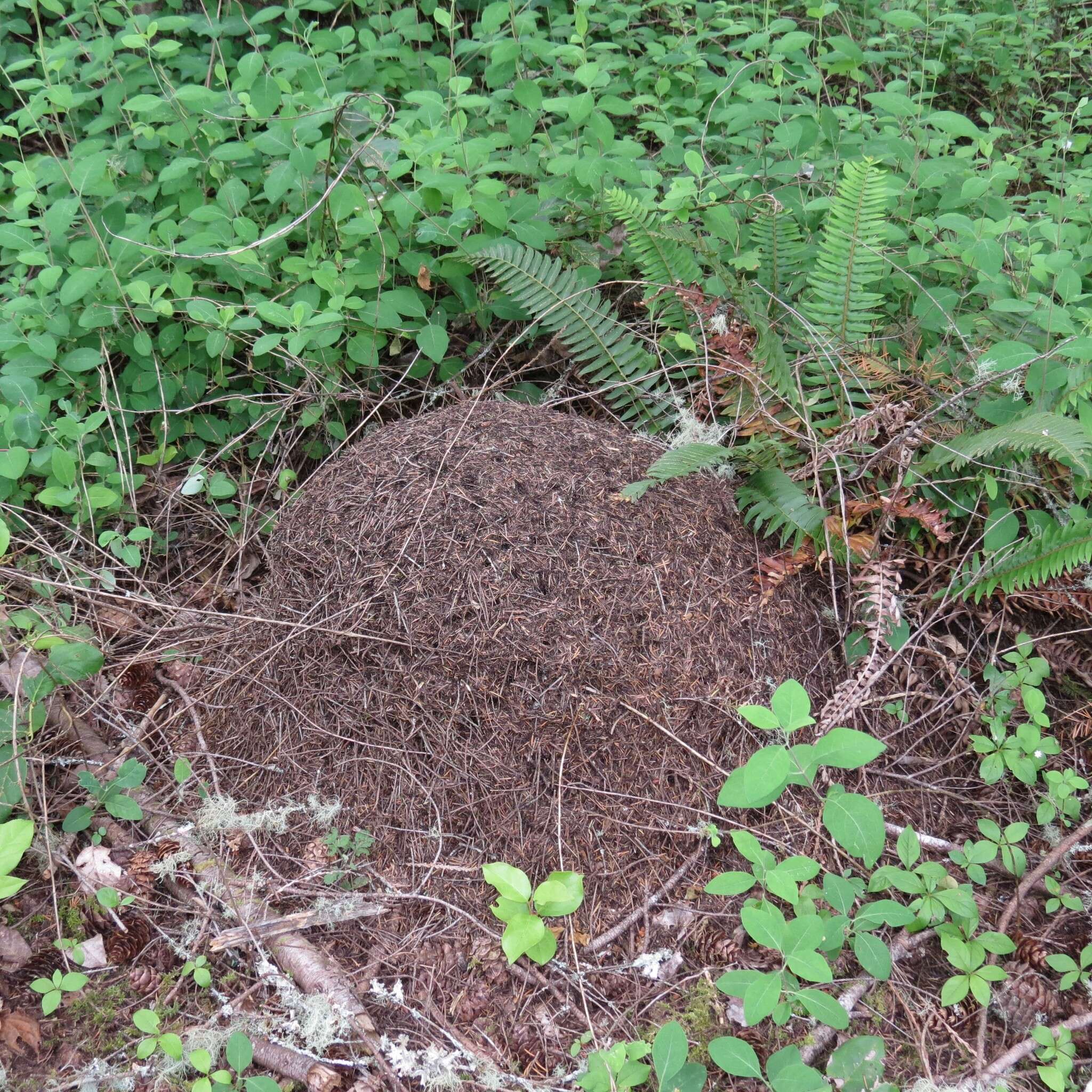 Image of Thatching ant