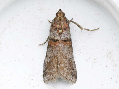 Image of Acrobasis rubrifasciella Packard 1874