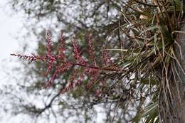 Imagem de Puya spathacea (Griseb.) Mez