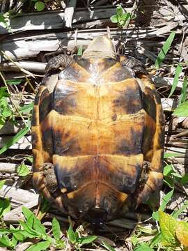 Image of black marsh turtle