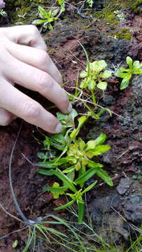 Image of Aichryson punctatum (Chr. Sm.) Webb & Berth.