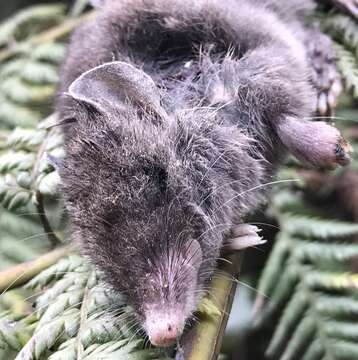 Image of common shrew opossum