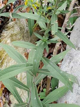 Image of Julia's goldenrod