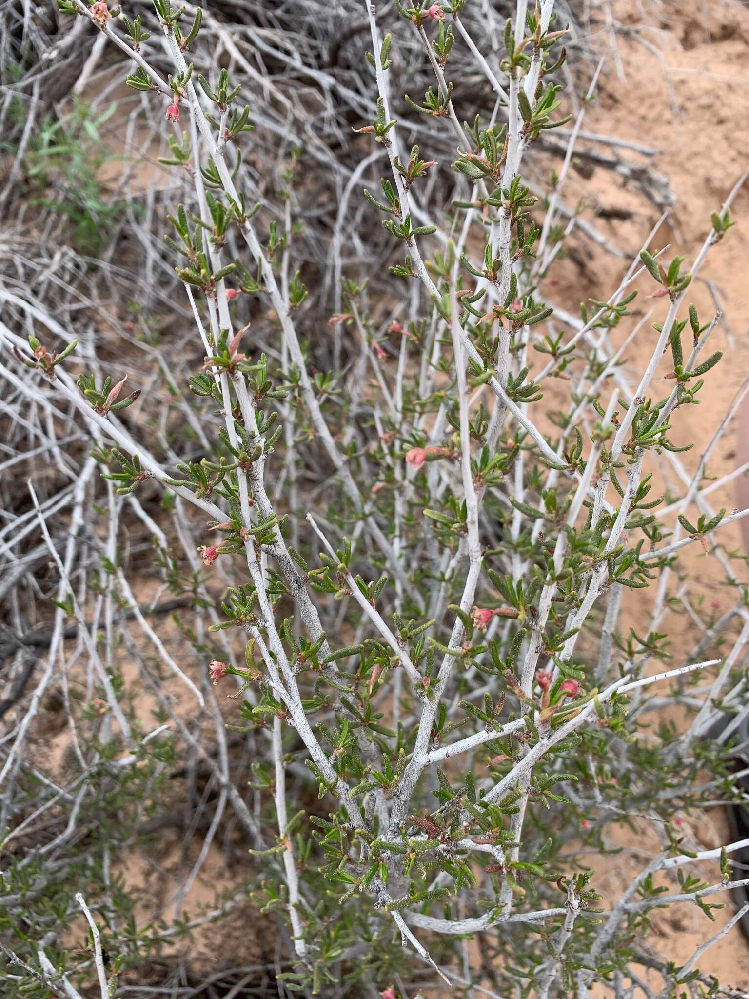 Imagem de Cercocarpus intricatus S. Wats.