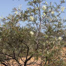 Image of Grevillea sessilis C. T. White & Francis