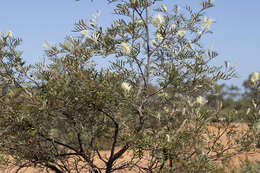 Imagem de Grevillea sessilis C. T. White & Francis