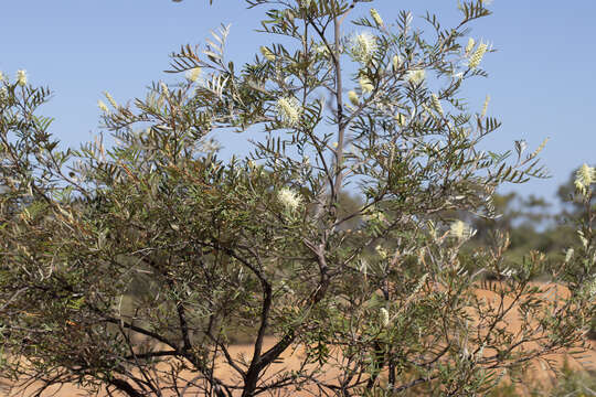 Imagem de Grevillea sessilis C. T. White & Francis