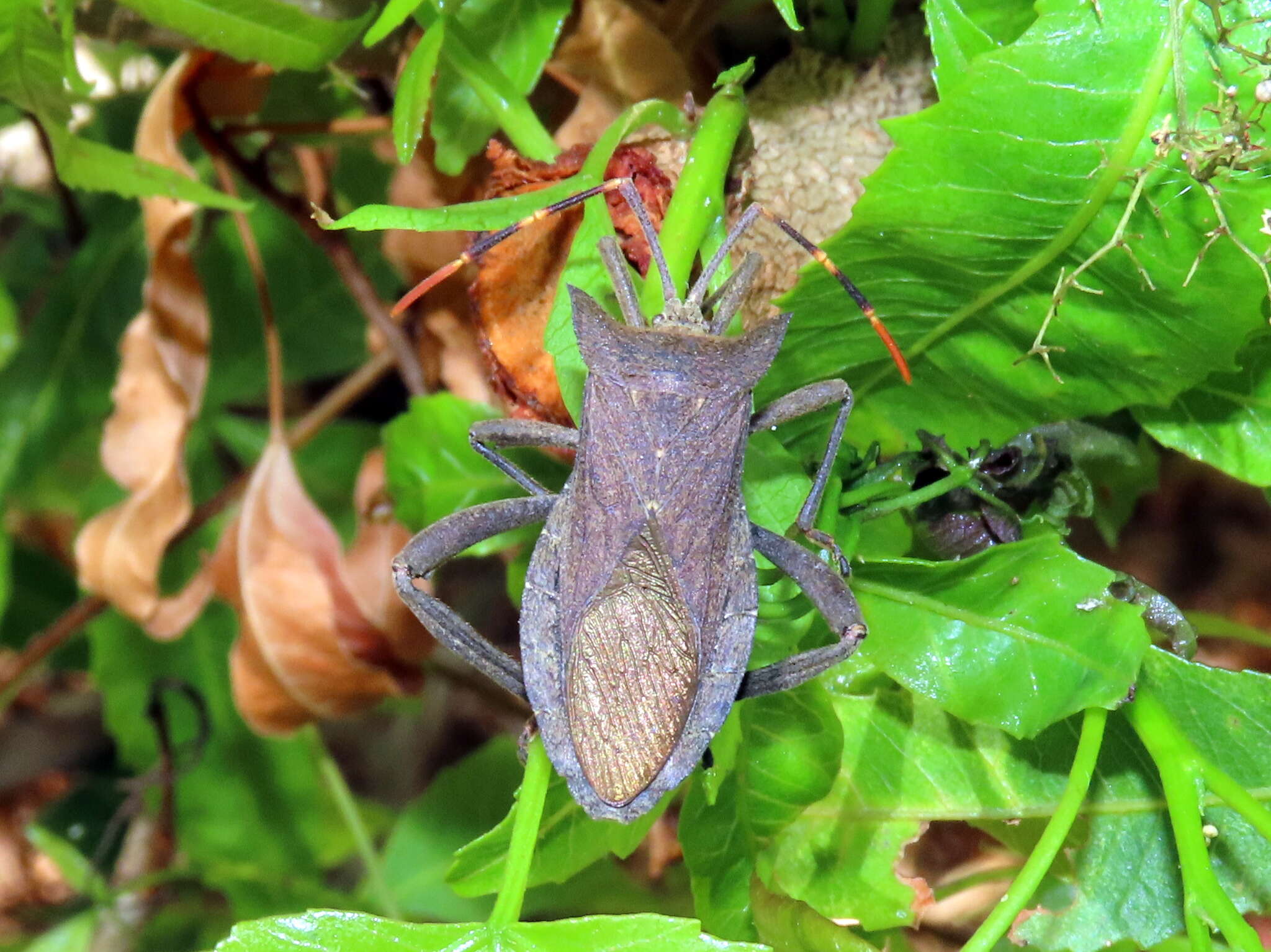 Image of Elasmopoda valga (Linnaeus 1758)