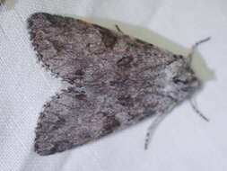 Image of Piney Moth