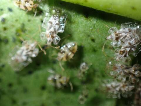 Image of Cotton lace bug