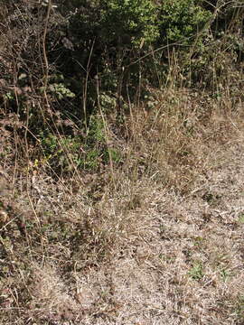 Image of bulbous canarygrass