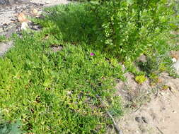 Image of Carpobrotus deliciosus (L. Bol.) L. Bol.