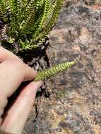 Image de Polystichum kruckebergii W. H. Wagner