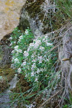 Image of Sarcocapnos baetica (Boiss. & Reuter) Nyman