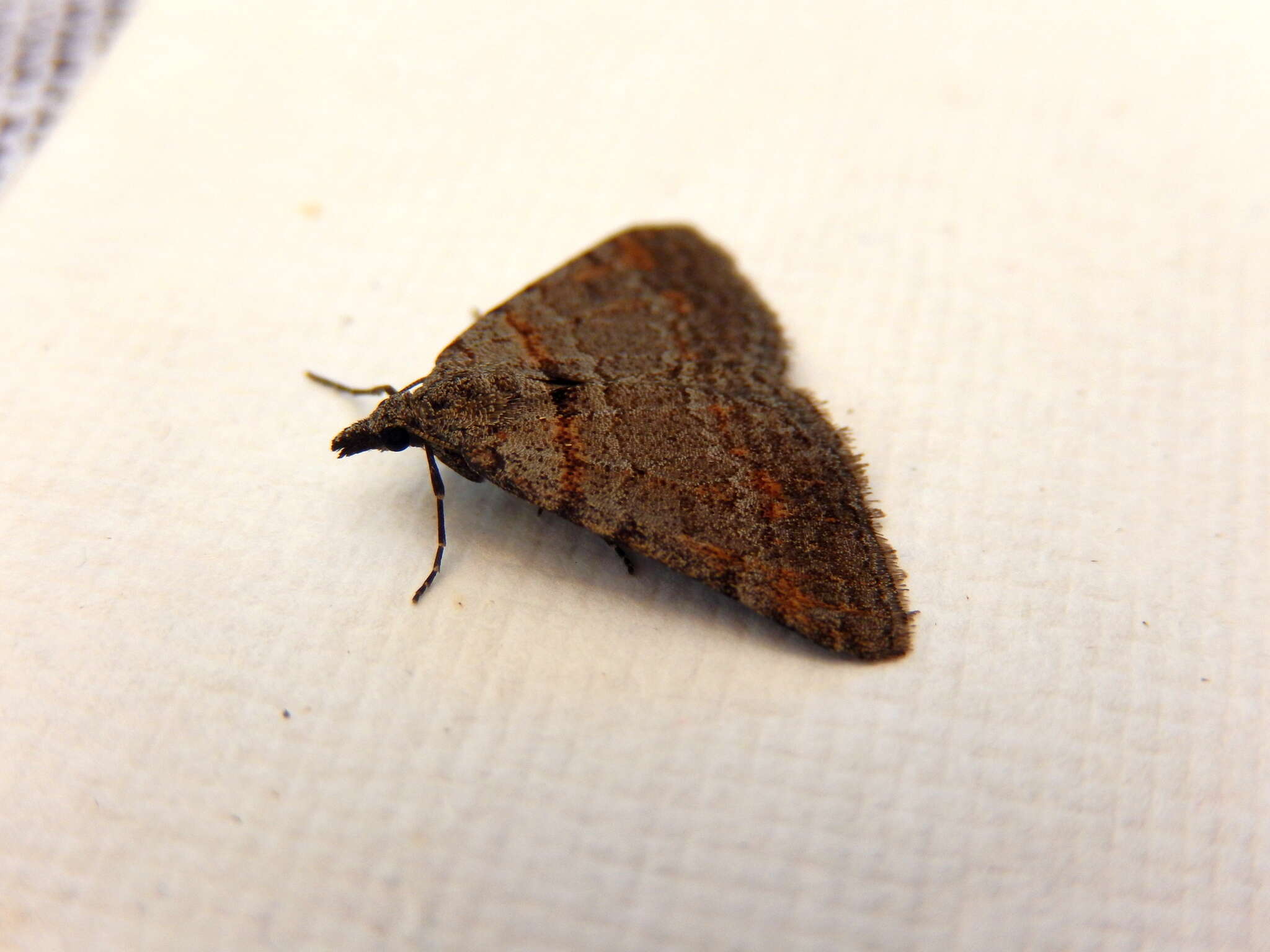 Image of Dichromodes obtusata Walker 1861