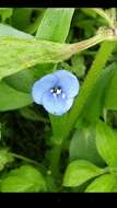 Image of Commelina fasciculata Ruiz & Pav.