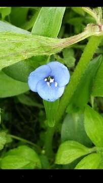 Image of Commelina fasciculata Ruiz & Pav.