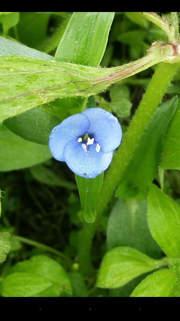 Image of Commelina fasciculata Ruiz & Pav.