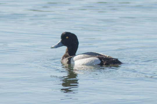 Image of Greater Scaup