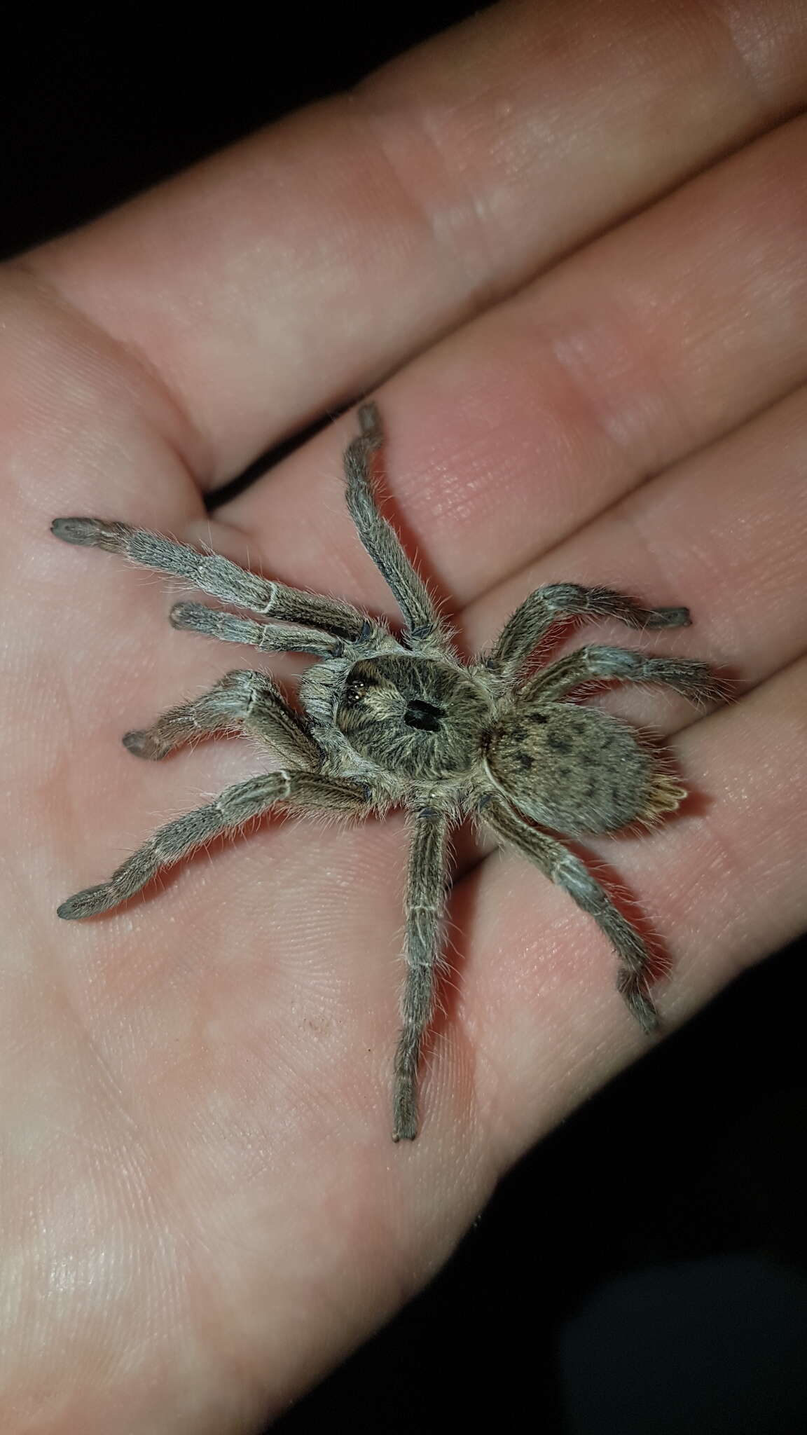 Image of Sandy Horned Baboon Tarantula