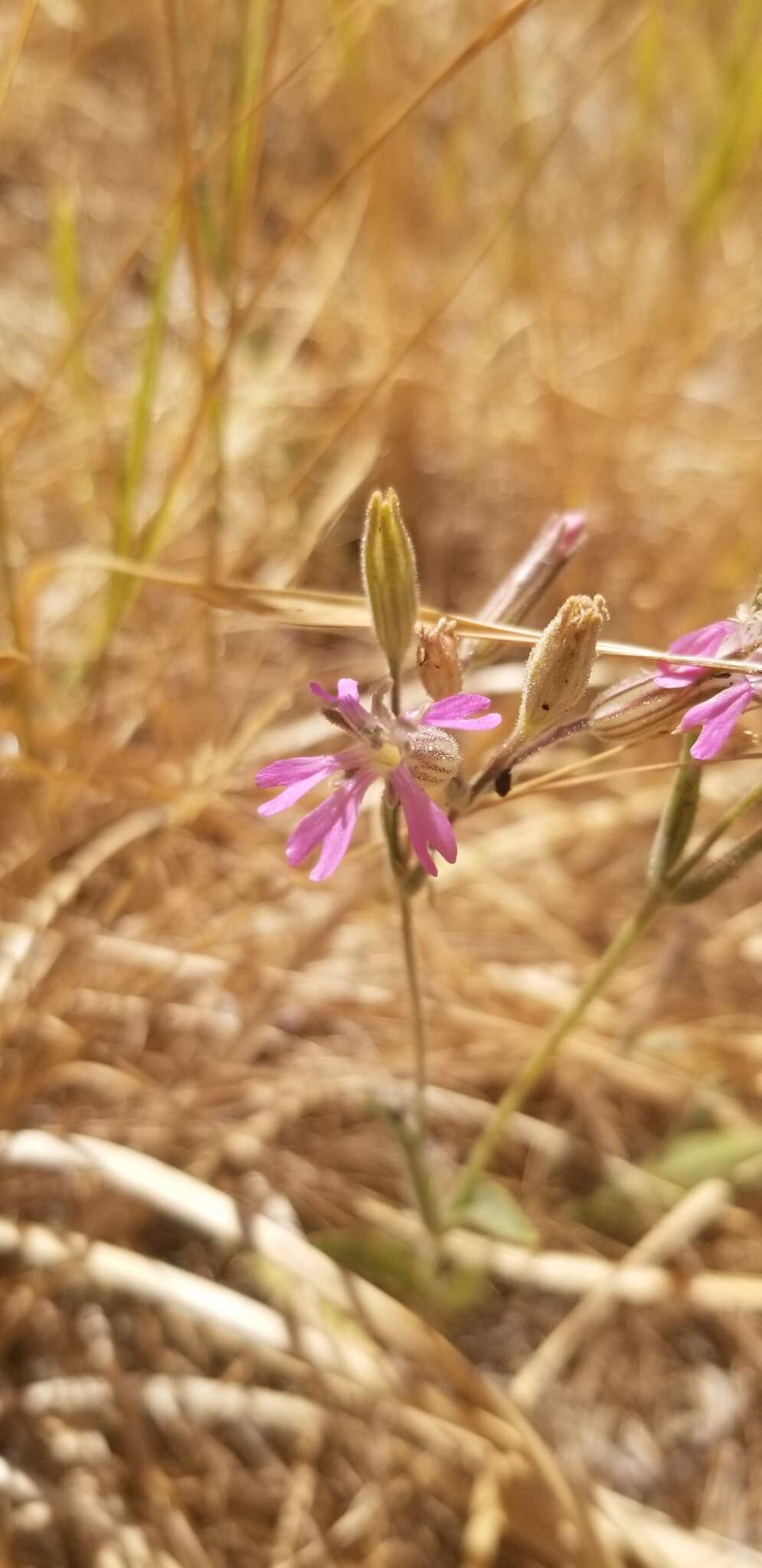 Sivun Silene nuda (S. Wats.) C. I. Hitchcock & Maguire kuva