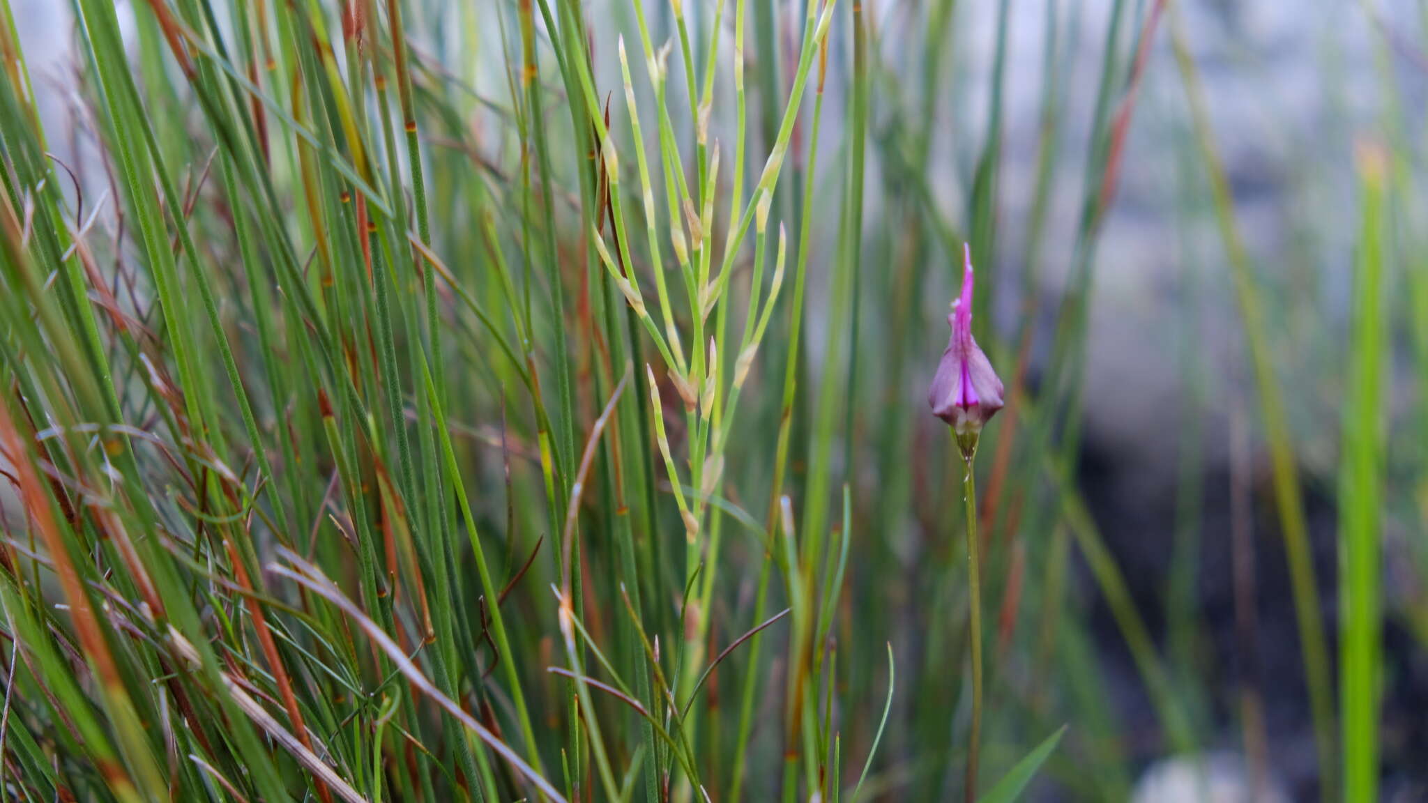 Image of Disperis capensis (L.) Sw.