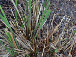 Image of giant wildrye