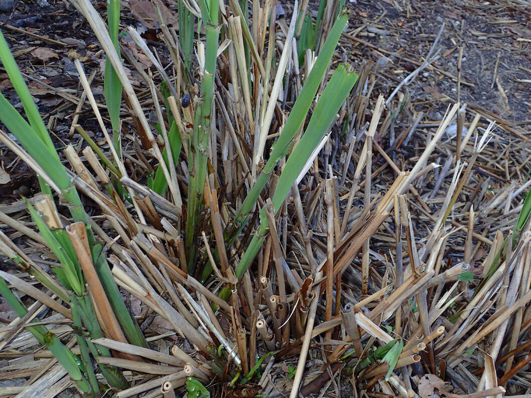 Image of giant wildrye