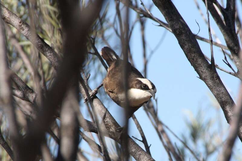 Image of Hall's Babbler